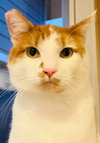 Freckles - Offered by Owner - Friendly Male