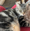 RICKY & RU RU - Offered by Owner - Brother Pair