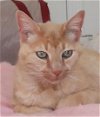 RENJI - Offered by Owner - Older Sweetheart