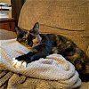 NOLA - Offered by Owner - Pretty Calico