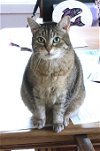 GOOD KITTY - Offered by Owner - Senior Lap Cat