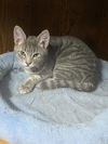 CURBY and PIXIE - Offered by Owner - Bonded pair