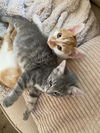 CURBY and PIXIE - Offered by Owner - Bonded pair