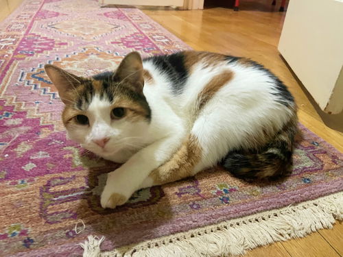 JOLLY - Offered by Owner - Calico Adult