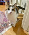 JOLLY - Offered by Owner - Calico Adult