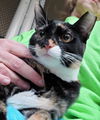 GEMMA - Offered by Owner - (Sibling to Obi)