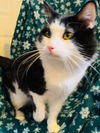 FLUFFERS - Offered by Owner - Young Adult