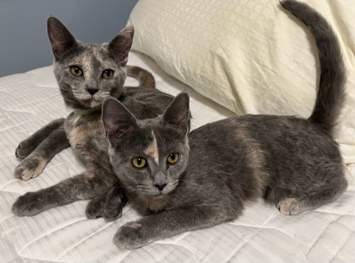 ANGEL and PEARL - Sisters