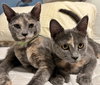 ANGEL and PEARL - Sisters