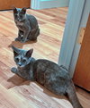 ANGEL and PEARL - Sisters
