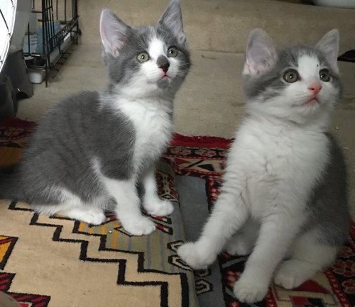 Snuggles and Spot ~ Brother Pair