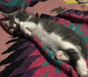 Snuggles and Spot ~ Brother Pair