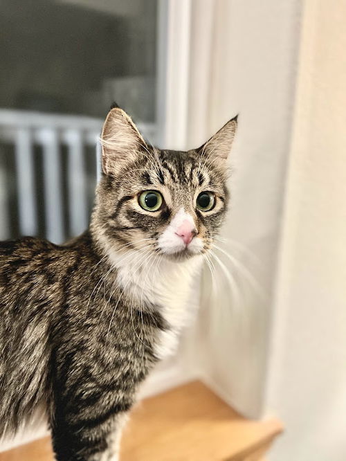 Mango - Gentle loving young adult