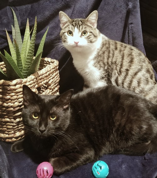Sigfred & Edmond - Young Brothers