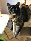 ABIGAIL - Offered by Owner - Cuddly and Young