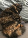 ABIGAIL - Offered by Owner - Cuddly and Young