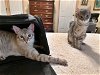 RIP & BETH - Offered by Owner - Siamese teen pair