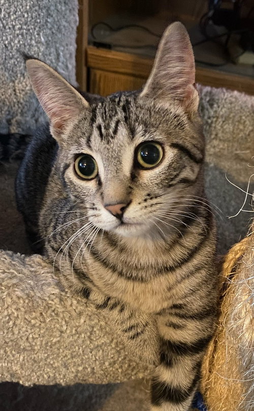 DOT & DASH -Offered by Owner - Kitten Pair