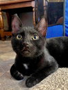 DOT & DASH -Offered by Owner - Kitten Pair