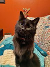 MONKEY - Offered by Owner