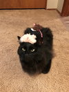 MONKEY - Offered by Owner