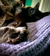 MONKEY - Offered by Owner