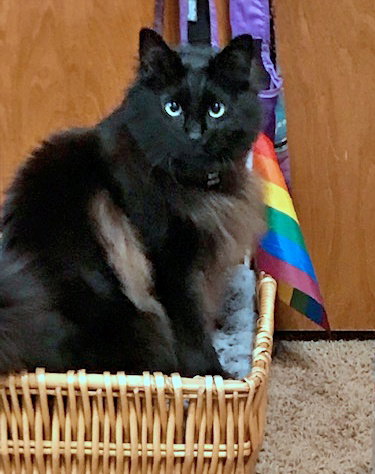 MONKEY - Offered by Owner