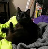 MONKEY - Offered by Owner