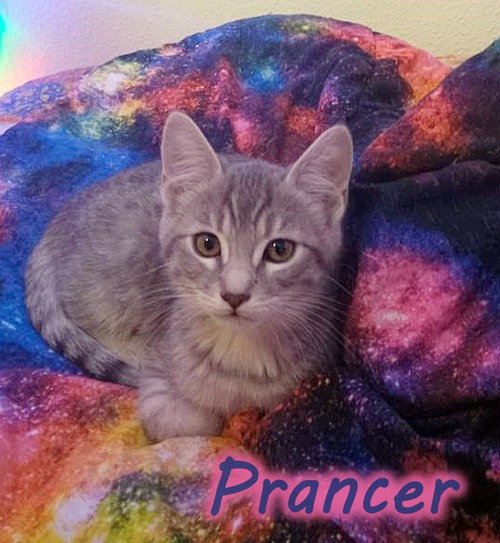 PRANCER