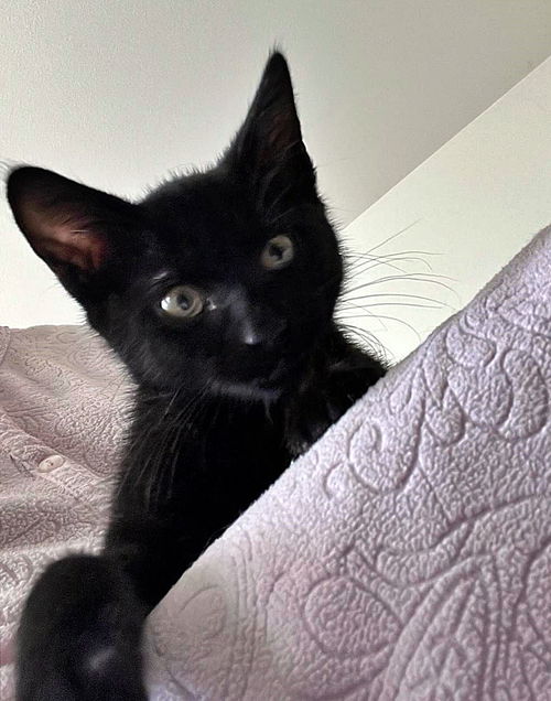 Bennett - Friendly male kitten