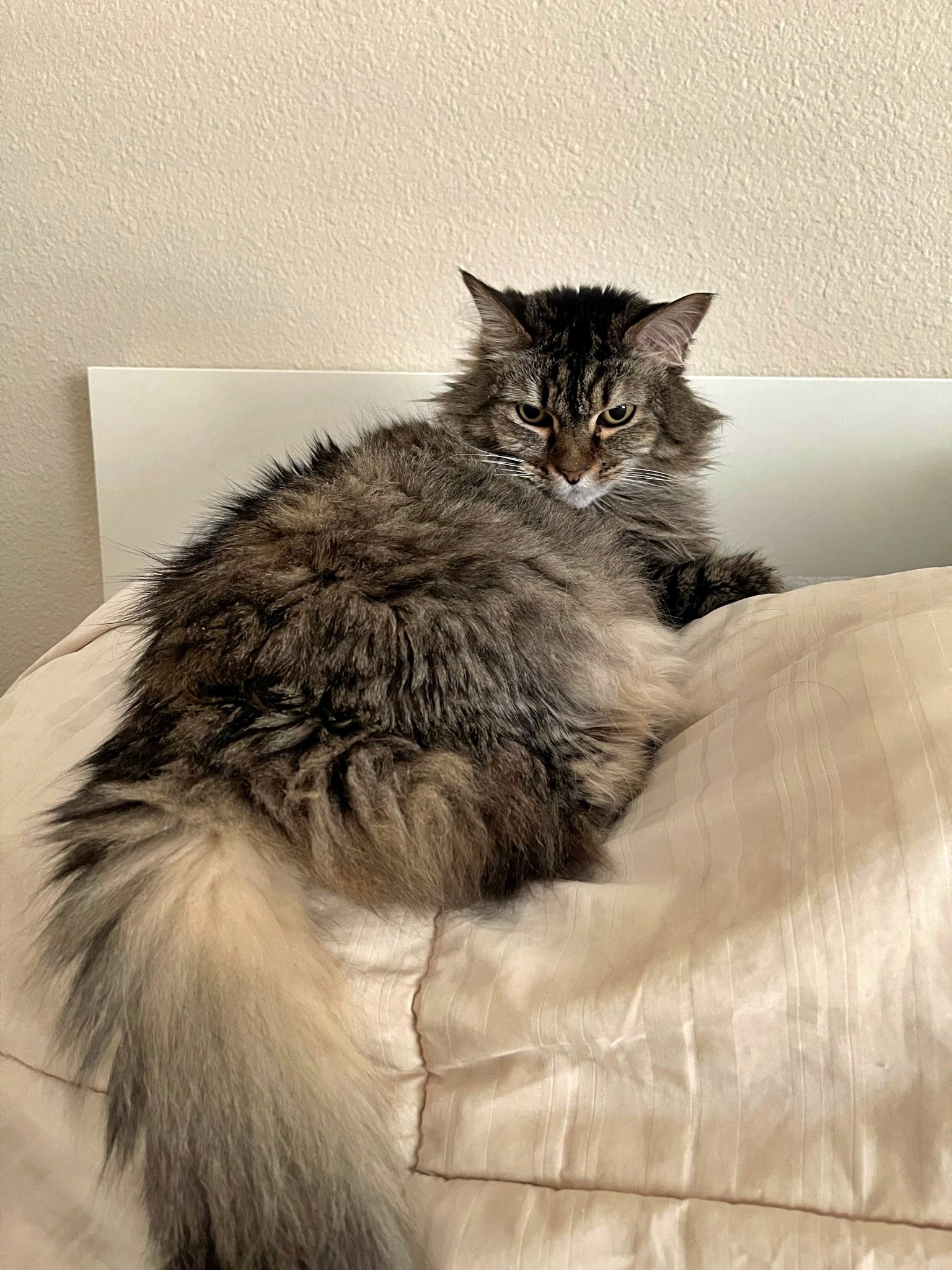 MILO (F)- Offered by Owner - Female Maine Coon Mix