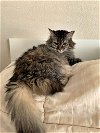 MILO (F)- Offered by Owner - Female Maine Coon Mix