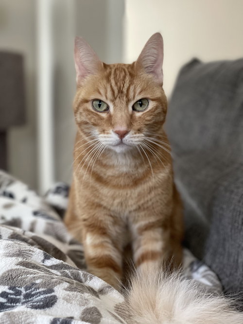 COPPER - Offered by Owner