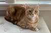 COPPER - Offered by Owner