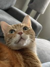 COPPER - Offered by Owner