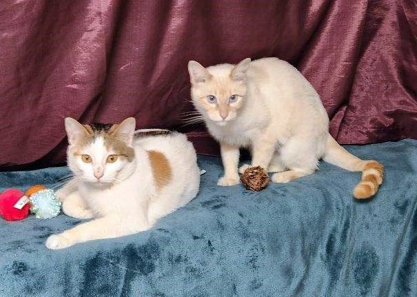 ANGEL & PEBBLES - Offered by Owner-Bonded Sisters