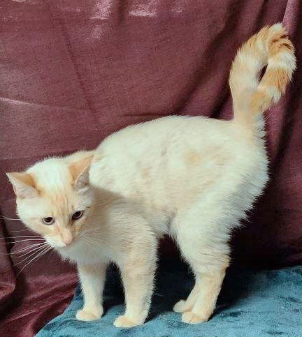 ANGEL & PEBBLES - Offered by Owner-Bonded Sisters