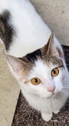 ANGEL & PEBBLES - Offered by Owner-Bonded Sisters