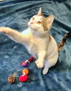ANGEL & PEBBLES - Offered by Owner-Bonded Sisters