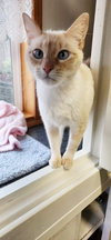 ANGEL & PEBBLES - Offered by Owner-Bonded Sisters