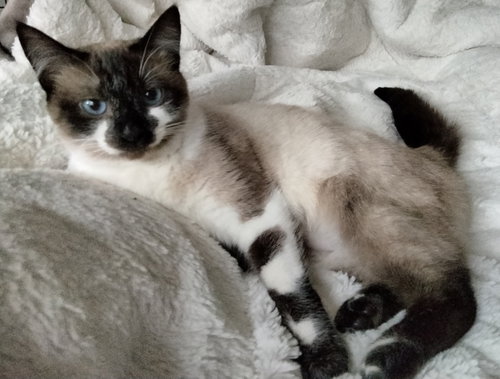 ROXY - Offered by Owner - Young Snowshoe