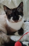 ROXY - Offered by Owner - Young Snowshoe