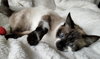 ROXY - Offered by Owner - Young Snowshoe