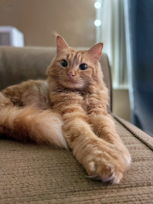 CHEETO - Offered by Owner - Young female