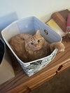 CHEETO - Offered by Owner - Young female
