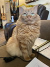 CHEETO - Offered by Owner - Young female