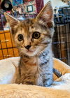 PEPPER (and her brother CUMIN)