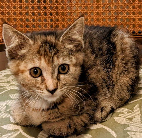 PEPPER (and her brother CUMIN)