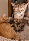 PEPPER (and her brother CUMIN)