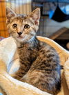 PEPPER (and her brother CUMIN)